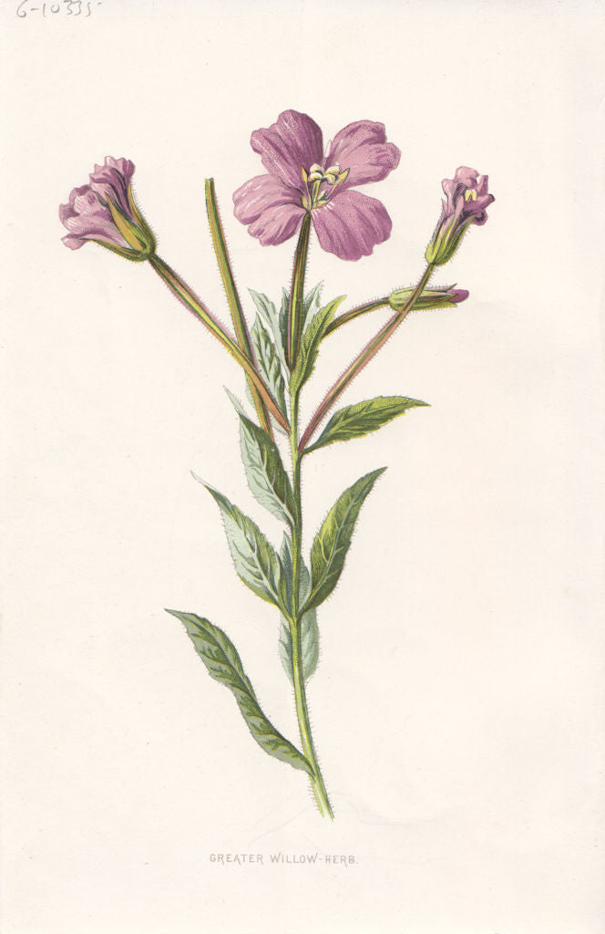 FLOWERS. Greater Willow-Herb c1895 old antique vintage print picture